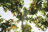Orangenbäume, Soller, Mallorca, Spanien