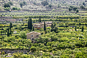 Zitronenbäume, Fornalutx, bei Soller, Mallorca, Spanien