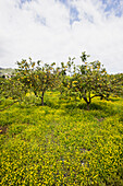 Lemon trees, Soller, Majorca, Spain