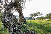 Alte Olivenbäume bei Deià, Mallorca, Spanien