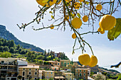 Lemon trees, Estellencs, Majorca, Spain