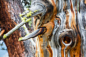 Coarse woody debris of an Swiss pine, Tamangur, Lower Engadine, Canton of Grisons, Switzerland