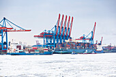 Containerschiff vor Containerbrücken im Winter, Altenwerder, Hamburg, Deutschland