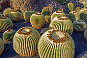 Jardin de Cactus (Cactus Garden), Guatiza, Lanzarote, Kanarische Inseln Spanien