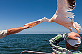 Feeding Great White Pelicans, Pelecanus onocrotalus, Walvis Bay, Namibia