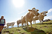 Female hiker passing a herd of cows, Nockberge, Carinthia, Austria