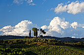 Chiantigebiet bei Quercegrossa, Toskana, Italien