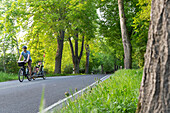 Cyclist with child transporter passing an avenue, Feldberger Seenlandschaft, Mecklenburg-Western Pomerania, Germany