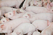 Piglets on a pig farm, Lower Austria, Austria