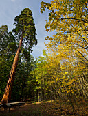 Mammutbäume, Dunkelsteiner Wald, Göttweig, Niederösterreich, Österreich