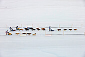 Pirena Advance is a 15 days long sleddog race across the Pyrenees  Spain-France-Andorra Scoring for the world sleddog championship, it is one of the reference races in Europe  It has been held between January and February for 22 years Pirena  Sled  Dog  R