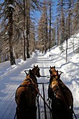 Switzerland, The Graubunden canton, Sils Maria village, Gian Coretti two horses carriage barouche