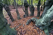 Epping Forest Essex Ancient Beech pollarded Fagus sylvatica in Autumn