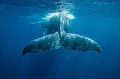 Humpback whale swimming underwater