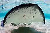 Close up of ray’s mouth underwater