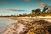 Bahamas, Eleuthera Island, Harbour Island, Pink Sands Beach, dawn