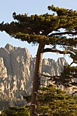 France, Corsica, Corse-du-Sud Department, La Alta Rocca Region, Col de Bavella pass, Aiguilles de Bavella peaks, morning