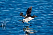 Norway, Spitzbergern, Svalbard, Thick-billed Murre or Brünnich´s Guillemot Uria lomvia, in flight