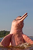 South America ,Brazil, Amazonas state, Manaus, Amazon river basin, along Rio Negro, Amazon River Dolphin, Pink River Dolphin or Boto Inia geoffrensis ,extremely rare picture of wild animal breaching ,Threatened species IUCN Red List 