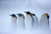 United Kingdom, South Georgia Islands, Salysbury plains, King Penguin Aptenodytes patagonicus, adults in the snow and the mist