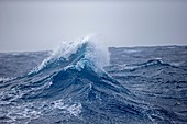 Antarctic, Ocean between Falklands Islands and South Georgia, South Georgia, Waves