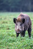 France, Haute Saone, Vesoul, Wild Boar Sus scrofa