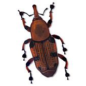 Henry Lin, Wood Boring Beetle