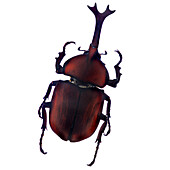 Henry Lin, Beetle