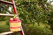 Basket of Apples on a Ladder, Rougemont, Quebec