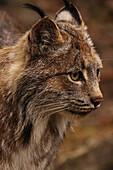 Close-up of lynx in profile, northern British Columbia