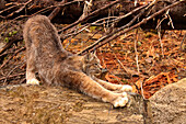 Lynx stretching, northern British Columbia