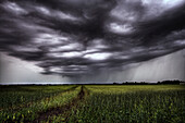 Storm clouds and rain over a track leading into an unripened wheat field south of Bon Accord, Alberta.