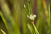 Pacific Treefrog (Hyla regilla), British Columbia.