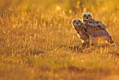 Immature Great horned owls backlit in a grass field, Saskatchewan