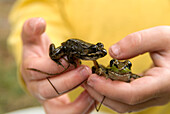 Close up of a boy holding two Wood Frogs, Algonquin Park, near Kearney, Ontario