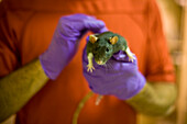 Researcher holding a laboratory rat, Sackville, New Brunswick