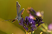 Digitally enhanced image with painterly effect of moth on flower, Grasslands National Park, Saskatchewan