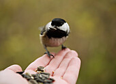 Black-Capped Chickadee Eating Seed from Hand in Delta, British Columbia
