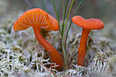 Close-up of red vermilion waxcap mushrooms, Deer Island, Georgian Bay, Ontario, Canada