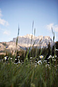 View of Mount Rundle behind flowers in a field, Banff, Alberta