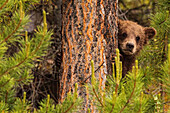 Grizzly bear cub up a tree, Yukon