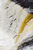 Atlantic Salmon adults leap up Falls while Migrating upstream to Spawning Grounds, Humber River, Newfoundland