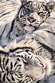 White Bengal Tigers, Forestry Farm, Saskatoon, Saskatchewan