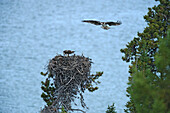 Osprey or Fish Eagle nest on Atlin Lake, Atlin Lake Provincial Park, Northern British Columbia