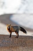 A cross fox stands on the Dempster Highway near the Yukon/NWT border, Canada