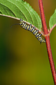 Monarch butterfly 5th instar caterpillar explores underside of leaf in preparation for transformation from larva to pupa. Summer, Nova Scotia. Series of 5 images.