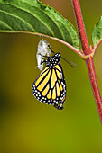 Monarch butterfly adult recently emerged from cocoon hangs onto empty chrysalis while pumping meconium from its abdomen into its newly forming wings. Summer, Nova Scotia. Series of 5 images.