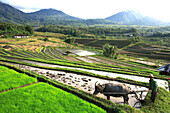Asia, Southeast Asia, Indonesia, Bali, Rice field