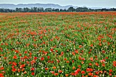 France, St Rémy de Provence, Red poppy field