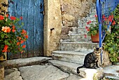 France, Aveyron Department, Cat in front of a door